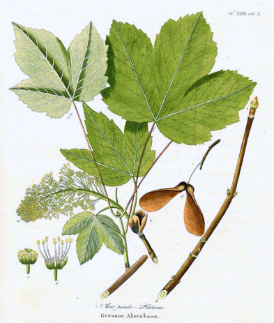 Acer pseudoplatanus